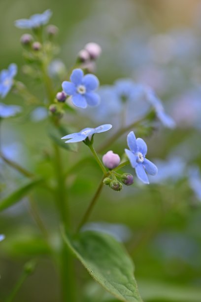 蓝色勿忘我花为背景，天空色花以绿色为背景，傍晚夏夜，特写花以模糊为背景，自然发展，照片为灵感图片下载