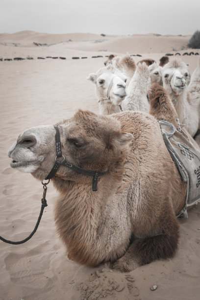 在中国的内蒙古，日落时的沙漠骆驼，中国包头图片下载