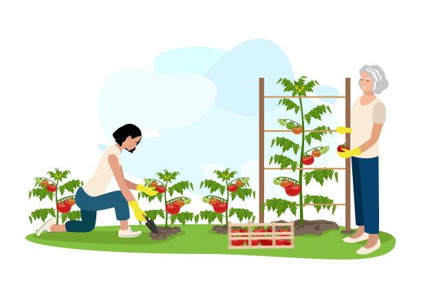 人们种西红柿图片下载