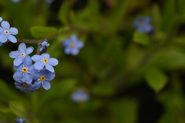 蓝色勿忘我花，天空色花绿底，傍晚夏夜，特写花模糊的背景，自然发展，照片为灵感图片下载
