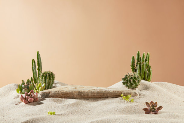 照片的正面视图在棕色背景，空白的岩石基座放置在中心沙边，一些类型的沙漠仙人掌装饰在两侧。用于添加文本的复制空间图片下载