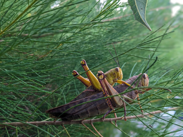 美丽的蚱蜢在其自然栖息地图片下载