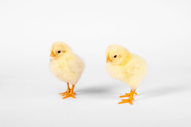 两只鸡黄宝宝孤立在白色背景上。水平的照片。图片下载