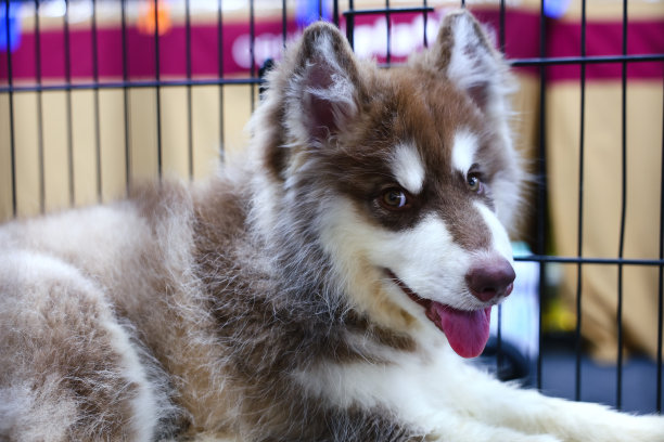 在宠物市场出售的笼子里的小狗，人们从宠物店购买宠物。图片下载