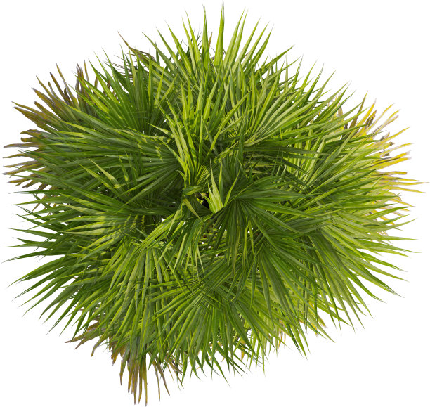 加州葵棕榈树俯视图图片下载