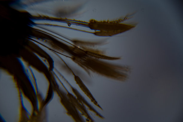 蒲公英绒毛微距照片，蒲公英绒毛在晨露，软彩色背景图片下载