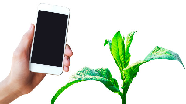 一张白色背景的烟草植物照片上，一只手拿着手机。图片下载