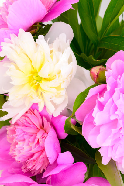 盛开的白色和粉色牡丹俯视图，微距照片图片下载