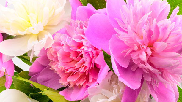 盛开的白色和粉色牡丹俯视图，微距照片图片下载