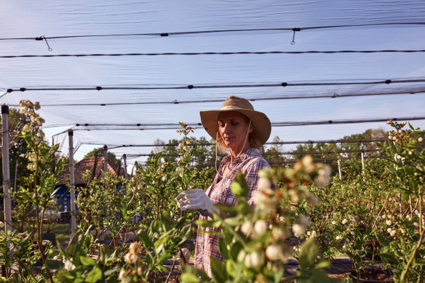 一位戴着帽子的女园丁仔细地检查着一株植物发芽的枝条，这预示着蓝莓有机农场春天的开始。图片下载