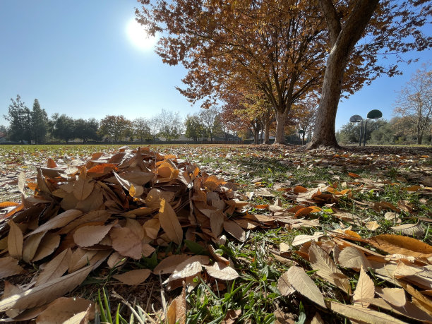 2022年秋季图片下载