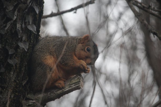坚果松鼠图片下载