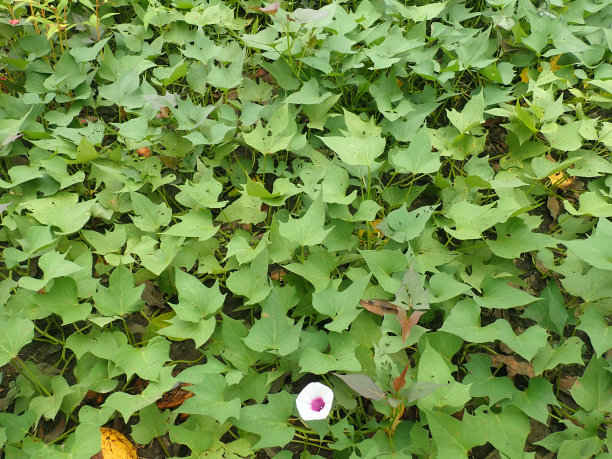 甘薯或甘薯(Ipomoea batatas)是一种双子叶栽培植物。图片下载