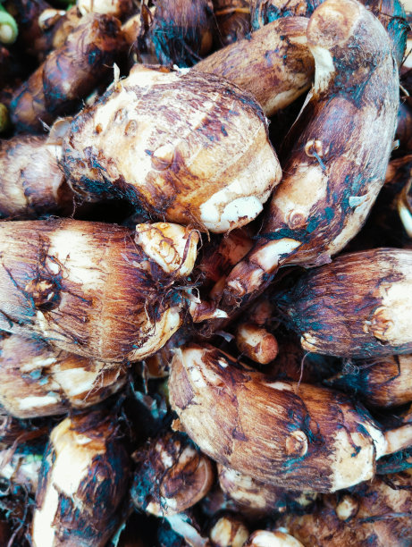 芋头根茎类蔬菜淀粉类食品arbi arvi特写芋头根茎，椰香，椰香，马塔巴拉，马兰加，热带植物根茎食品，椰香，eddo, dasheen照片图片下载