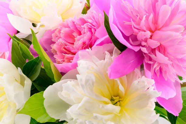 盛开的白色和粉色牡丹俯视图，微距照片图片下载