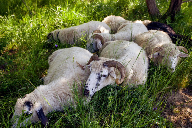 在炎热的夏天，羊群在树下的阴影下睡觉图片下载