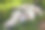 在炎热的夏天，羊群在树下的阴影下睡觉图片下载