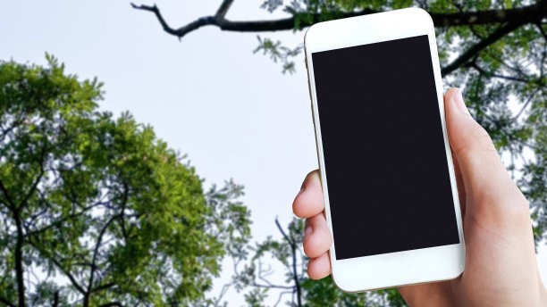 一只手拿着手机被放在一幅向上看的树顶图片上。图片下载