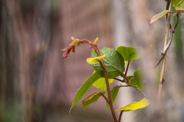 生长符号概念图片下载