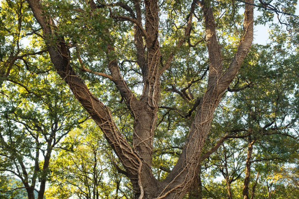 森林景观。夏季仙女森林与明亮的阳光透过树木照射出版物，海报，日历，屏幕保护程序，壁纸，帖子，横幅，封面。高质量照片图片下载