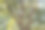森林景观。夏季仙女森林与明亮的阳光透过树木照射出版物，海报，日历，屏幕保护程序，壁纸，帖子，横幅，封面。高质量照片图片下载