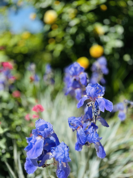 紫色鸢尾花盛开散焦背景正式花园•股票照片图片下载
