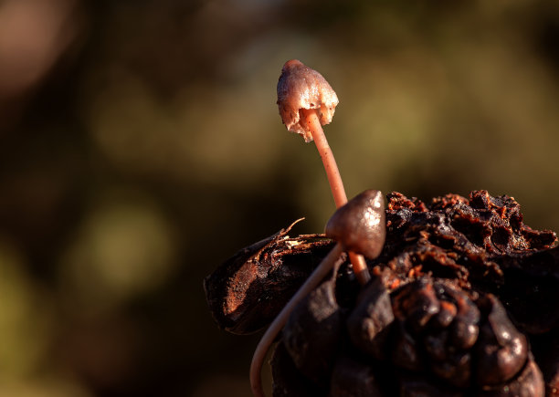 锥蘑菇图片下载