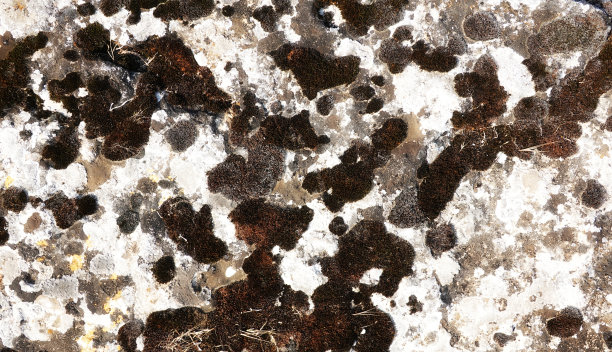 苔藓地衣岩石表面特写 разноцветные 照片图片下载