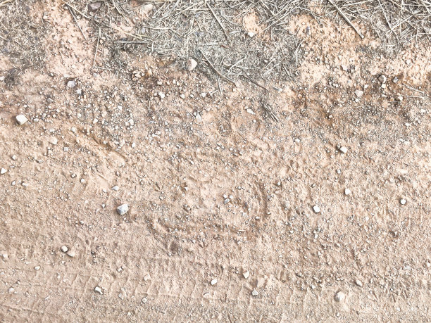 在兰滕博尔国家公园拍摄的老虎的哈巴狗痕迹图片图片下载