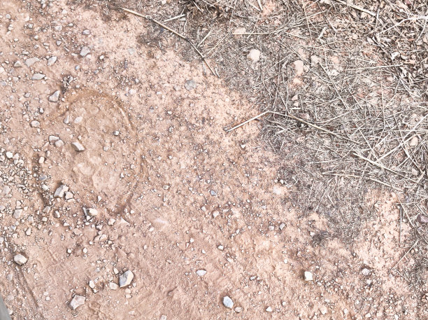 在兰滕博尔国家公园拍摄的老虎的哈巴狗痕迹图片图片下载