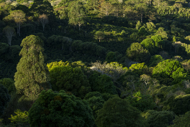 巴拿马高地的咖啡农场-库存照片图片下载
