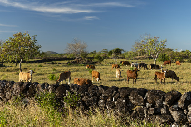 一群奶牛在牧场的照片图片下载