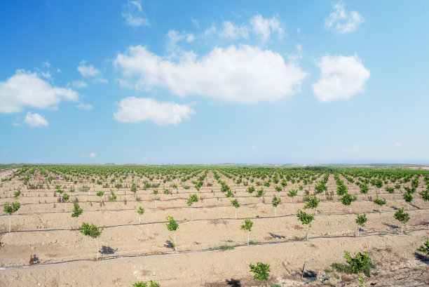 农场里刚种下的小橘子树。库存图片图片下载