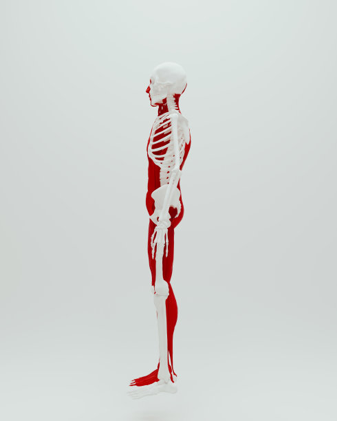 红白解剖骨骼肌肉人类男性医学研究白底左图图片下载