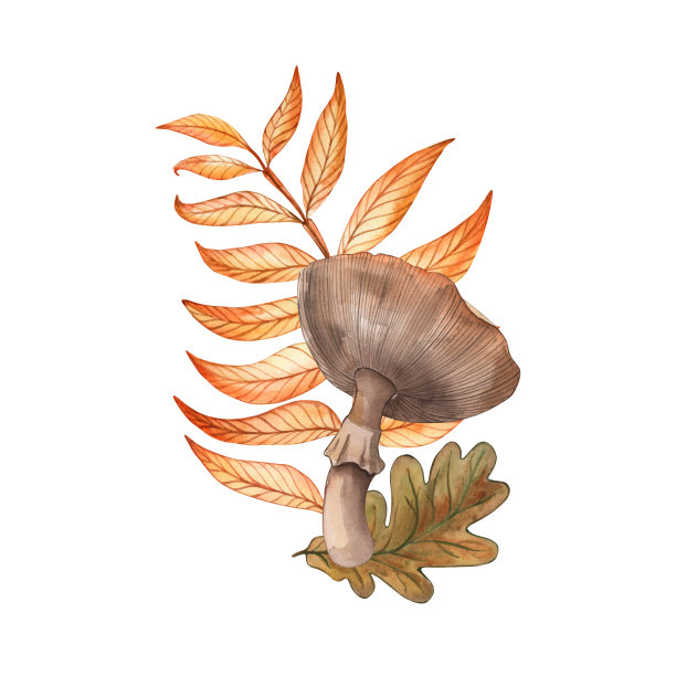 蘑菇、飞木耳、树叶、树枝、秋天、橡树、森林、白底手绘水彩画，适合印制明信片、海报、节日装饰、纺织品。图片下载