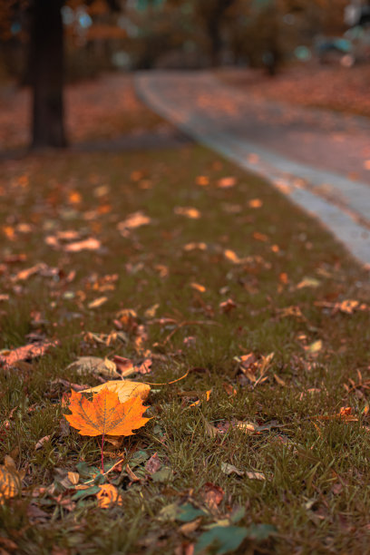 十月的秋天公园十月的季节时间风景与落叶在一片草叶垂直图片图片下载