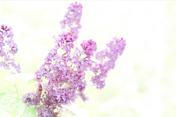 粉嫩的丁香花在白色上图片下载