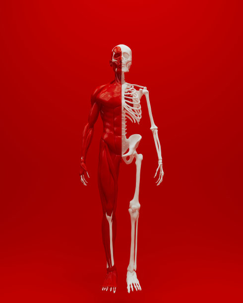 红白解剖骨骼肌肉人体男性医学研究红色背景图片下载