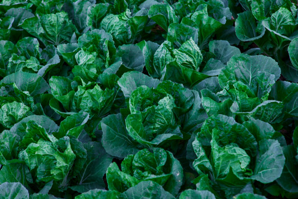 新鲜卷心菜在田间生长的全画幅照片图片下载