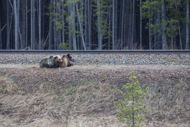 野生动物，照片，灰熊，黑熊，加拿大落基山脉，班夫，贾斯珀，路易斯湖，坎莫尔，卡纳纳斯基，雄伟，自然栖息地，荒野，自然，摄影，强大，熊，野生动物摄影，风景，山区，风景图片下载