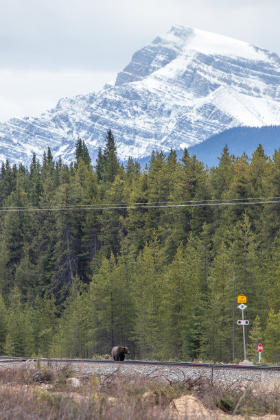 野生动物，照片，灰熊，黑熊，加拿大落基山脉，班夫，贾斯珀，路易斯湖，坎莫尔，卡纳纳斯基，雄伟，自然栖息地，荒野，自然，摄影，强大，熊，野生动物摄影，风景，山区，风景图片下载