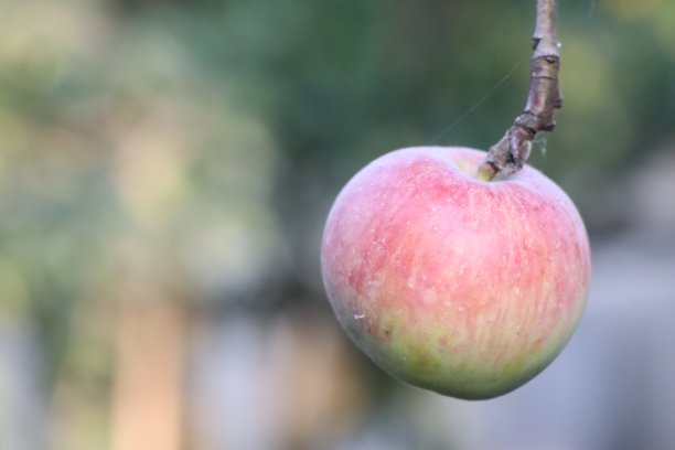一个新鲜的红绿相间的苹果挂在树枝上的特写照片图片下载