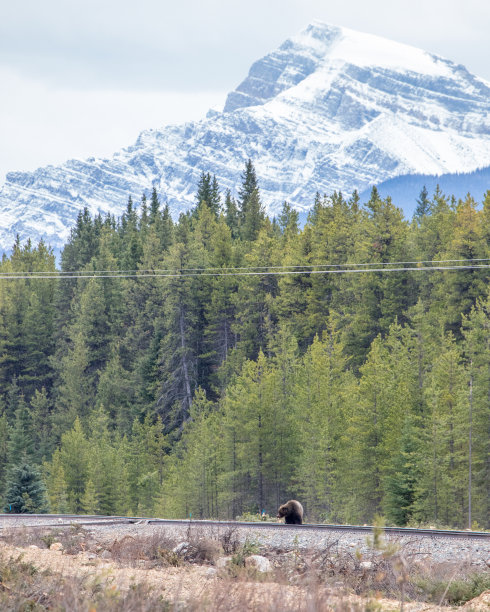 野生动物，照片，灰熊，黑熊，加拿大落基山脉，班夫，贾斯珀，路易斯湖，坎莫尔，卡纳纳斯基，雄伟，自然栖息地，荒野，自然，摄影，强大，熊，野生动物摄影，风景，山区，风景图片下载