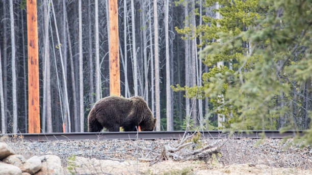 野生动物，照片，灰熊，黑熊，加拿大落基山脉，班夫，贾斯珀，路易斯湖，坎莫尔，卡纳纳斯基，雄伟，自然栖息地，荒野，自然，摄影，强大，熊，野生动物摄影，风景，山区，风景图片下载