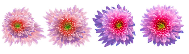 设置菊花在一个白色孤立的背景与剪辑路径。特写镜头。大自然。图片下载