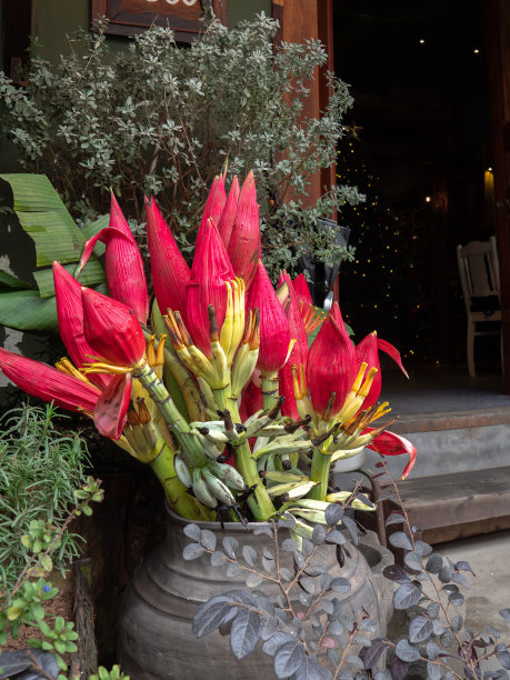 红香蕉花被安排装饰在罐子里图片下载