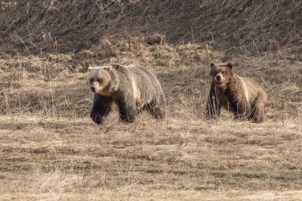 野生动物，照片，灰熊，黑熊，加拿大落基山脉，班夫，贾斯珀，路易斯湖，坎莫尔，卡纳纳斯基，雄伟，自然栖息地，荒野，自然，摄影，强大，熊，野生动物摄影，风景，山区，风景图片下载