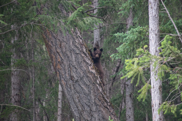 野生动物，照片，灰熊，黑熊，加拿大落基山脉，班夫，贾斯珀，路易斯湖，坎莫尔，卡纳纳斯基，雄伟，自然栖息地，荒野，自然，摄影，强大，熊，野生动物摄影，风景，山区，风景图片下载