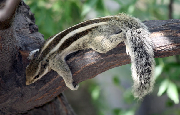 在树荫下休息的印度棕榈松鼠(Funambulus palmarum)(图片来源:Sanjiv Shukla)图片下载