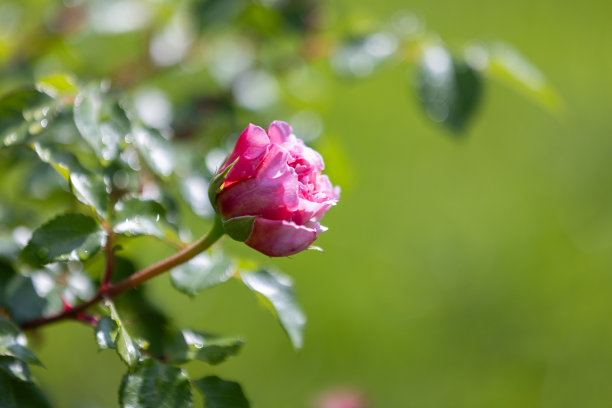 粉红色的玫瑰花生长在夏天的花园里。特写照片图片下载